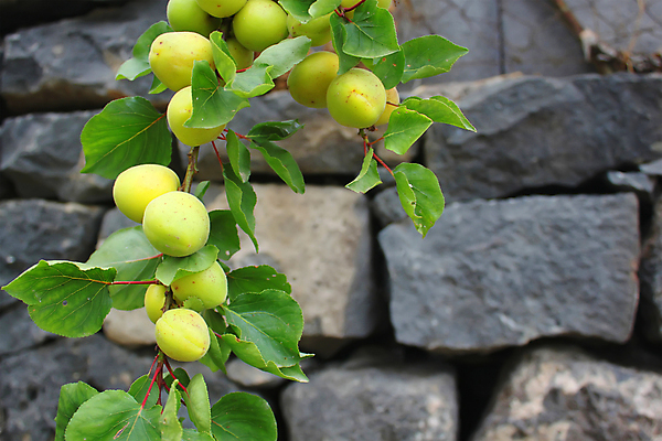 포토 JPG 해외이미지 나무 식물 음식 백그라운드 잎 농업 채소 오렌지 자연 디저트 건강 사람없음 초록색 노란색 정원 나뭇가지 신선 달콤 매끈함 과수원 유기농 날것 내추럴 살구 숙성 채식주의자 해외포토 웰빙 산업 컬러 과일 감각 맛 생태계 채식 파일형식 이미지허브