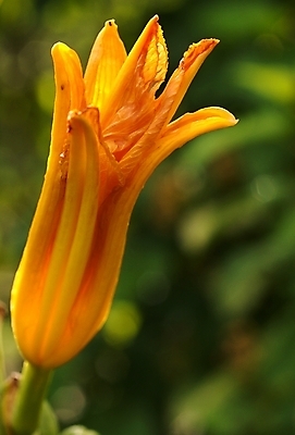 포토 JPG 해외이미지 식물 꽃 오렌지 사람없음 새싹 정원 봄 점 해외포토 계절 과일 파일형식 이미지허브