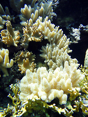 포토 JPG 해외이미지 바다 자연 이집트 사람없음 수중 산호 특별함 해외포토 컨셉 아프리카 자포동물 생태계 파일형식 이미지허브