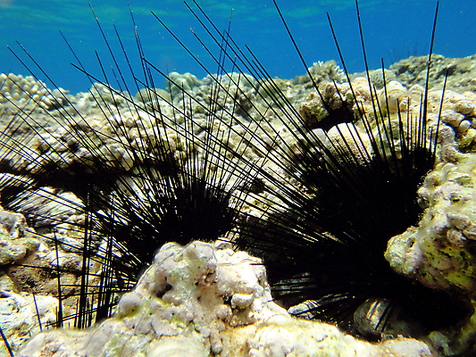포토 JPG 해외이미지 바다 이집트 사람없음 빨간색 수중 산호 고슴도치 해외포토 컬러 포유류 아프리카 자포동물 파일형식 이미지허브