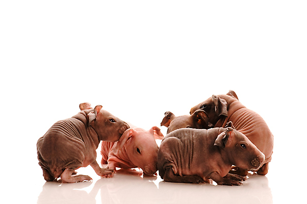 포토 JPG 해외이미지 여러마리 사람없음 돼지 기니피그 해외포토 다수 포유류 파일형식 이미지허브