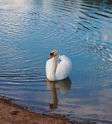포토 JPG 해외이미지 동물 호수 조류 사람없음 야외 물 수영 연못 백조 벙어리 해외포토 자연요소 수상스포츠 파일형식 이미지허브