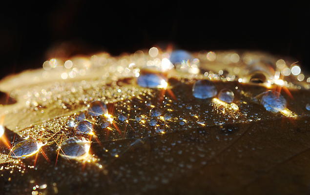 포토 JPG 해외이미지 나무 식물 백그라운드 잎 자연 추상 사람없음 물 노란색 환경 가을 나뭇가지 신선 떨어짐 이슬 빗방울 질감 시트 해외포토 자연요소 계절 컬러 컨셉 무늬 비_날씨 생태계 파일형식 이미지허브