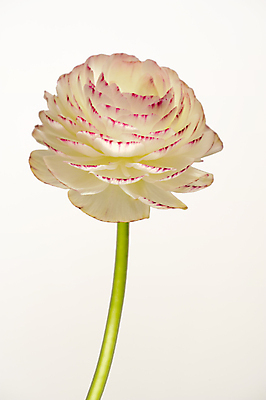 포토 JPG 해외이미지 식물 꽃 사람없음 빨간색 초록색 흰색 고립 작약 해외포토 컬러 파일형식 이미지허브