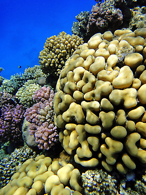 포토 JPG 해외이미지 바다 이집트 사람없음 빨간색 수중 산호 해외포토 컬러 아프리카 자포동물 파일형식 이미지허브