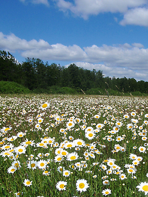 포토 JPG 해외이미지 꽃 밭 자연 사람없음 목재 초록색 캐모마일 해외포토 나무 식물 컬러 농업 재료 허브 생태계 파일형식 이미지허브