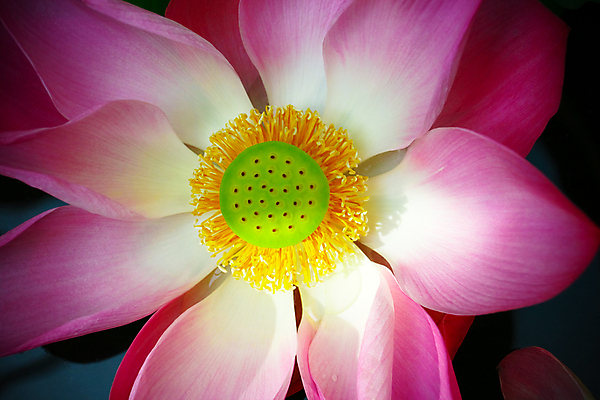 포토 JPG 해외이미지 식물 계절 꽃잎 꽃 아시아 종교 호수 백그라운드 잎 꽃무늬 패턴 태국 자연 사람없음 야외 물 컬러풀 뷰티 노란색 평화 환경 정원 보라색 침묵 벚꽃 연못 개화 묘사 명상 싱글 내추럴 해외포토 자연요소 나라 컬러 컨셉 무늬 소리 생태계 파일형식 이미지허브