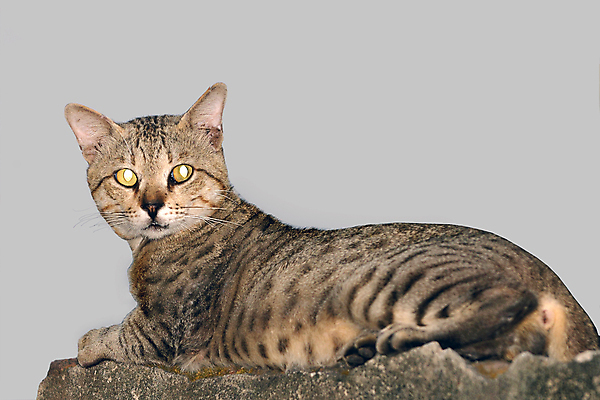 포토 JPG 해외이미지 동물 얼굴 백그라운드 장난 포유류 벽돌 생물 사람없음 울타리 반려동물 갈색 고양이 회색 표현 달콤 부드러움 솜털 기르기 동반자 해외포토 컬러 신체부위 담장 감각 맛 돌봄 파일형식 이미지허브