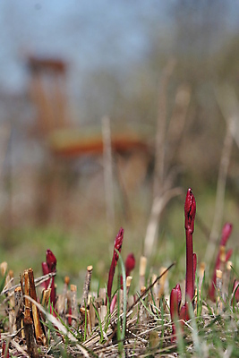 포토 JPG 해외이미지 꽃 의자 미래 사람없음 빨간색 새싹 봄 과거 옛날 작약 총쏘기 해외포토 식물 계절 컬러 가구 컨셉 모션 파일형식 이미지허브