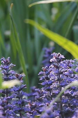 포토 JPG 해외이미지 꽃 잎 사람없음 초록색 제비꽃 해외포토 식물 컬러 파일형식 이미지허브