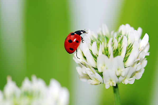 포토 JPG 해외이미지 꽃 곤충 사람없음 빨간색 초록색 컬러풀 흰색 무당벌레 해외포토 식물 동물 컬러 파일형식 이미지허브