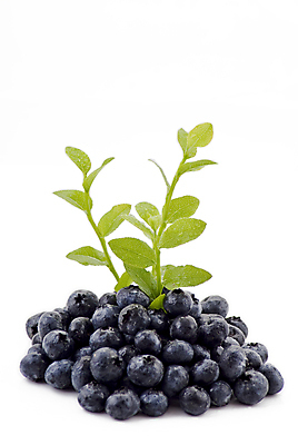 포토 JPG 해외이미지 열매 음식 다이어트 과일 자연 디저트 건강 사람없음 장식 초록색 파란색 컬러풀 흰색 신선 원형 그룹 달콤 맛 먹기 묘사 유기농 블루베리 고립 맛있는 해외포토 도형 식물 웰빙 컬러 컨셉 모션 생태계 파일형식 이미지허브