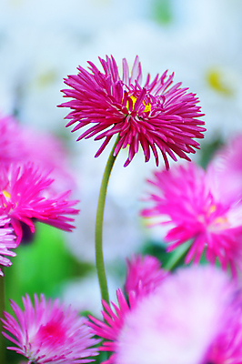 포토 JPG 해외이미지 꽃 분홍색 자연 사람없음 뷰티 정원 봄 벚꽃 데이지 해외포토 식물 계절 컬러 생태계 파일형식 이미지허브