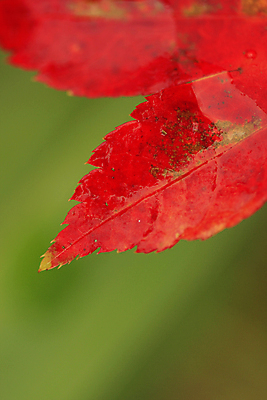포토 JPG 해외이미지 모양 계절 백그라운드 낙엽 잎 자연 벽지 따뜻함 사람없음 빨간색 컬러풀 뷰티 노란색 정원 활발 죽음 변화 황금 9월 11월 원예 질감 정맥 10월 플라타너스 해외포토 나무 식물 컬러 컨셉 취미 날짜 생태계 혈관 파일형식 이미지허브