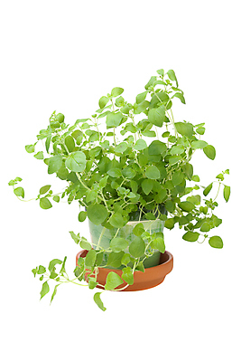 포토 JPG 해외이미지 식물 음식 잎 채소 재료 건강 요리 사람없음 초록색 주방 성장 신선 맛 냄비 허브 향신료 오브젝트 흰배경 향료 향 S 국산 리빙 내추럴 고립 넘어짐 오레가노 해외포토 알파벳 컬러 백그라운드 컨셉 모션 흰색 솥 향기 냄새 향미료 파일형식 이미지허브