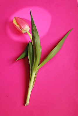 포토 JPG 해외이미지 식물 꽃잎 꽃 분홍색 꽃다발 결혼 꽃무늬 밭 전구 자연 엄마 부활절 발렌타인데이 선물 사랑 사람없음 빨간색 초록색 물 뷰티 봄 꿈 낭만 튤립 성장 벚꽃 신선 우아함 떨어짐 배열 꽃집 묘사 창백 고립 떠남 해외포토 자연요소 계절 기념일 감정 컬러 컨셉 무늬 농업 가족 모션 데이이벤트 이벤트 상점 생태계 파일형식 이미지허브