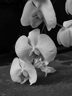 포토 JPG 해외이미지 식물 꽃잎 꽃 줄기 잎 자연 흑백 사람없음 뷰티 벚꽃 흰색 나뭇가지 난초 고립 해외포토 나무 컬러 촬영기법 생태계 파일형식 이미지허브