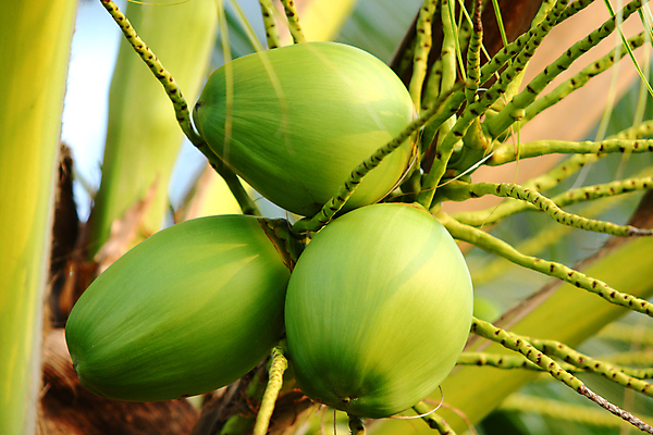 포토 JPG 해외이미지 나무 식물 계절 아시아 문화 음료 음식 잎 농업 과일 태국 자연 매달리기 건강 손바닥 사람없음 야외 초록색 농장 정원 우유 성장 나뭇가지 시골 신선 그룹 달콤 먹이 다발 먹기 보따리 유기농 날것 코코넛 내추럴 밭일 식용 이국적 채식주의자 많음 맛있는 해외포토 손 웰빙 나라 산업 컬러 컨셉 모션 유제품 맛 생태계 채식 파일형식 이미지허브