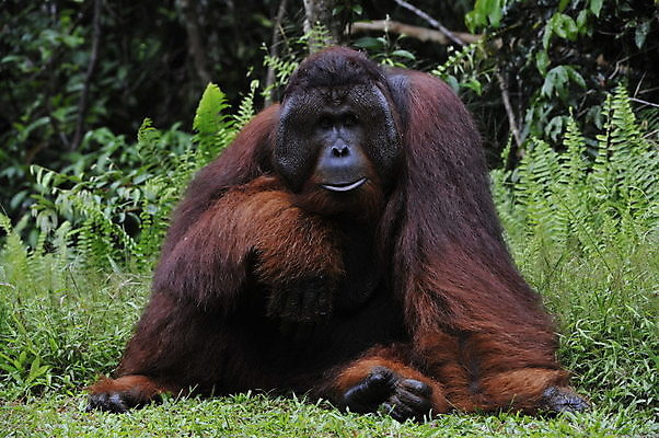 포토 JPG 해외이미지 동물 남자 감정 아시아 얼굴 야생동물 포유류 자연 종류 성인 사람없음 가로 갈색 숲 열대우림 인도네시아 유인원 말레이시아 배려 인구 지능 힘찬 해외포토 나라 컬러 컨셉 사람 신체부위 생태계 파일형식 이미지허브