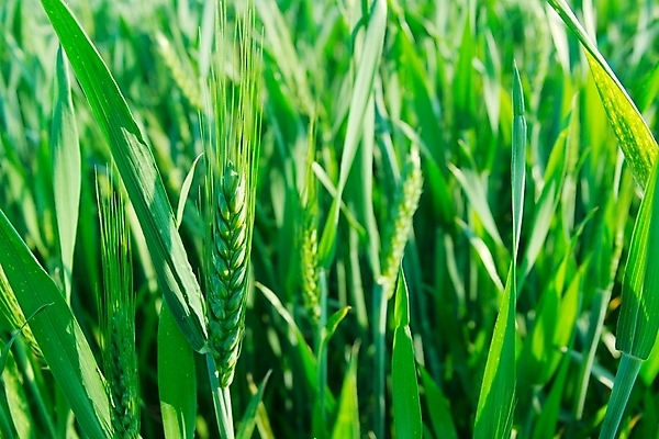 포토 JPG 해외이미지 식물 음식 잎 밭 농업 자연 건강 사람없음 야외 초록색 농작물 농장 농경지 환경 봄 수확 성장 시골 신선 작음 낟알 땅 시리얼 밀 묘사 원예 보리 귀 장면 스파이크 밀짚 내추럴 강렬 깊이 호밀 세련 해외포토 계절 산업 컬러 곡류 취미 신체부위 짚 크기 생태계 파일형식 이미지허브