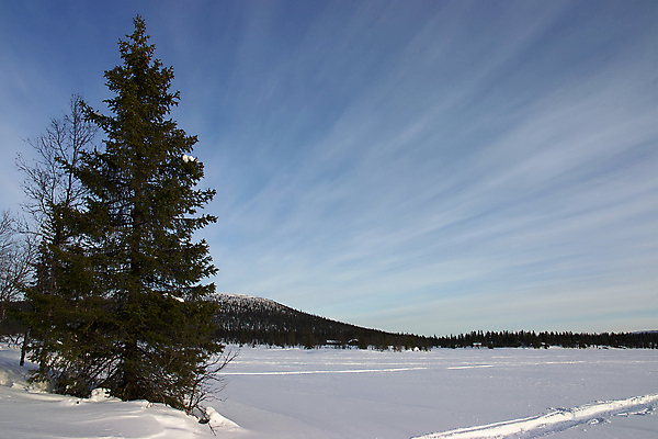 포토 JPG 해외이미지 나무 하늘 바람 사람없음 파란색 냉동 추위 가문비나무 해외포토 자연요소 식물 컬러 날씨 파일형식 이미지허브