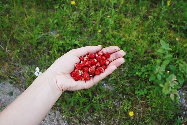 포토 JPG 해외이미지 식물 손 열매 음식 다이어트 과일 자연 딸기 건강 관리 사람없음 빨간색 정원 성장 해외포토 컬러 신체부위 생태계 파일형식 이미지허브