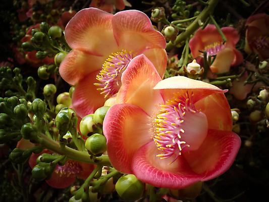 포토 JPG 해외이미지 나무 식물 꽃잎 꽃 꽃무늬 자연 씨앗 사람없음 컬러풀 뷰티 정원 벚꽃 개화 유기농 원예 꽃가루 내추럴 넘어짐 해외포토 웰빙 컬러 무늬 모션 취미 가루 생태계 파일형식 이미지허브