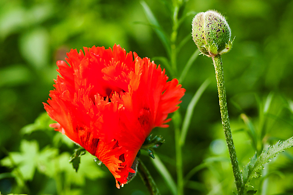 포토 JPG 해외이미지 식물 꽃 사람없음 야외 가로 빨간색 초록색 벚꽃 양귀비 해외포토 컬러 파일형식 이미지허브