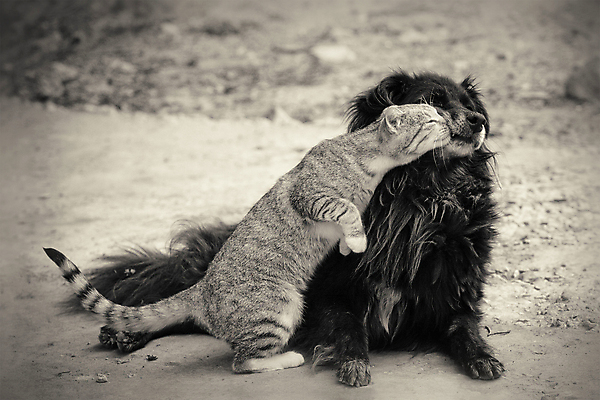 포토 JPG 해외이미지 키스 사랑 사람없음 고양이 우정 만지기 개 세피아 해외포토 감정 포유류 모션 촬영기법 친구 반려동물 애정표현 파일형식 이미지허브