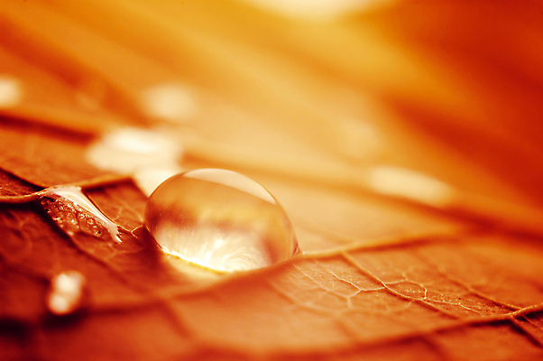 포토 JPG 해외이미지 1 백그라운드 단풍 잎 자연 휴식 사람없음 빨간색 물 노란색 환경 고요 활발 물방울 신선 황금 닫기 떨어짐 이슬 큼 빗방울 순수 묘사 싱글 질감 내추럴 생태학 해외포토 자연요소 식물 교육 컬러 컨셉 모션 비_날씨 크기 생태계 파일형식 이미지허브