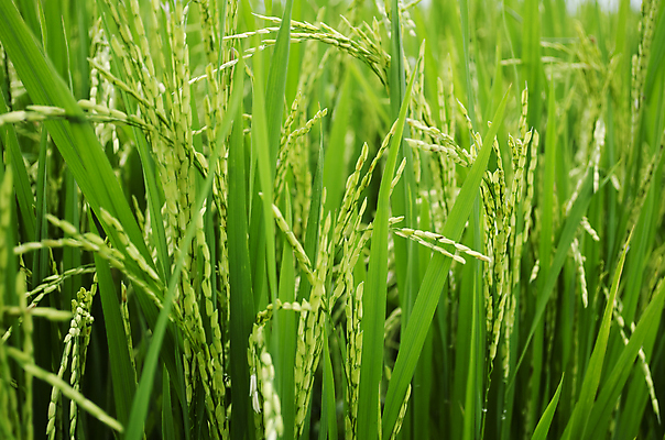 포토 JPG 해외이미지 주간 식물 음식 줄기 패턴 밥 사람없음 초록색 해외포토 자연요소 컬러 무늬 파일형식 이미지허브