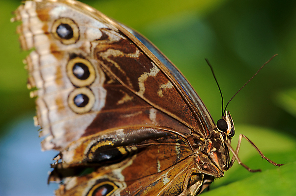포토 JPG 해외이미지 동물 꽃 나비 곤충 날개 안테나 사람없음 초록색 갈색 해외포토 식물 컬러 통신 파일형식 이미지허브