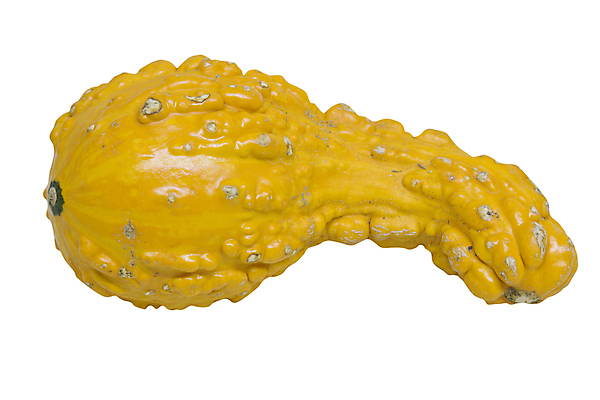 포토 JPG 해외이미지 계절 길 오렌지 사람없음 장식 컬러풀 수확 자르기 박 고립 울퉁불퉁 해외포토 컬러 농업 과일 모션 파일형식 이미지허브