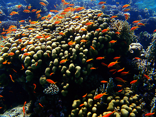 포토 JPG 해외이미지 바다 자연 이집트 어류 사람없음 빨간색 수중 산호 해외포토 컬러 아프리카 수중동물 자포동물 생태계 파일형식 이미지허브