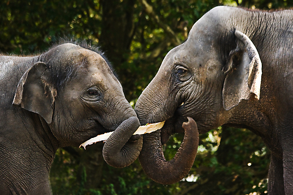 포토 JPG 해외이미지 동물 아시아 야생동물 포유류 자연 코끼리 동양인 사람없음 갈색 힘 회색 귀 거인 해외포토 나라 컬러 인종 신체부위 생태계 파일형식 이미지허브