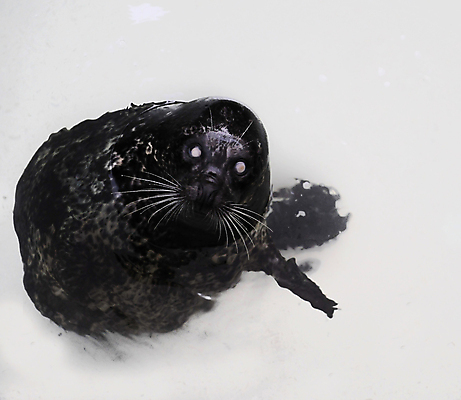 포토 JPG 해외이미지 동물 야생동물 새끼 바다 포유류 자연 휴식 수염 털 미소 사람없음 물 머리 귀여움 환경 항구 검은색 어둠 회색 젖음 외계인 흰색 관찰 물개 호기심 코 북쪽 멸종 동물상 해외포토 자연요소 감정 컬러 컨셉 교통시설 모션 표정 신체부위 조형물 바다동물 미확인물체 방향 생태계 파일형식 이미지허브