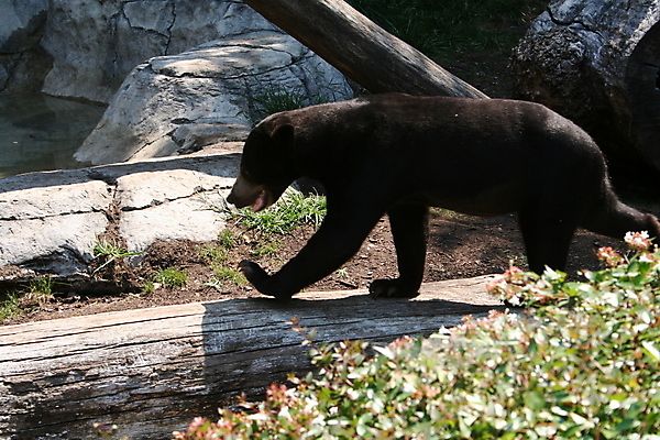 포토 JPG 해외이미지 동물 야생동물 곰 발 동물원 사람없음 갈색 걷기 검은색 해외포토 컬러 포유류 모션 신체부위 파일형식 이미지허브