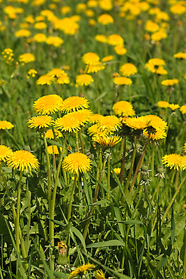 포토 JPG 해외이미지 주간 꽃밭 자연 사람없음 야외 아웃포커스 민들레 해외포토 자연요소 꽃 촬영기법 생태계 파일형식 이미지허브