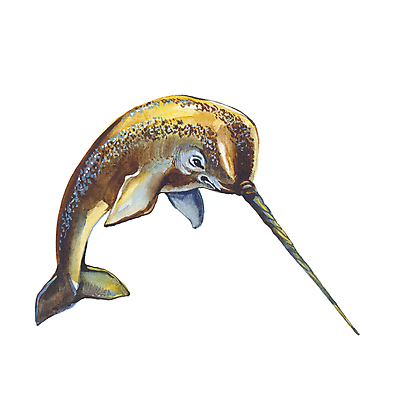 JPG 해외이미지 한마리 일러스트 사람없음 일각고래 해외일러스트 1 고래 파일형식 이미지허브