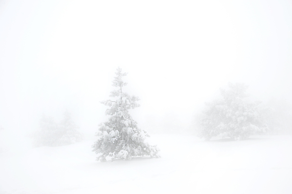 포토 JPG 해외이미지 나무 계절 여행 겨울 자연 하늘 휴가 산 사람없음 야외 목재 가로 초록색 뷰티 냉동 얼음 침묵 추위 안개 소나무 황무지 고독 숲 시원함 싱글 서리 장면 지역 폭풍 상록수 침엽수 멀리 전나무 깊이 뿌연 우크라이나 해외포토 자연요소 식물 감정 유럽 컬러 재료 날씨 소리 생태계 파일형식 이미지허브