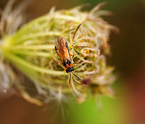 포토 JPG 해외이미지 야생동물 곤충 오렌지 자연 잉글랜드 사람없음 농작물 검은색 해충 말벌 서식스 해외포토 동물 컬러 농업 과일 영국 벌레 벌_곤충 생태계 파일형식 이미지허브