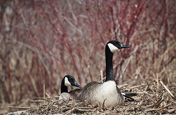 포토 JPG 해외이미지 야생동물 자연 조류 앉기 사람없음 야외 가로 컬러풀 쌍 둥지 거위 해외포토 동물 컬러 모션 생태계 파일형식 이미지허브