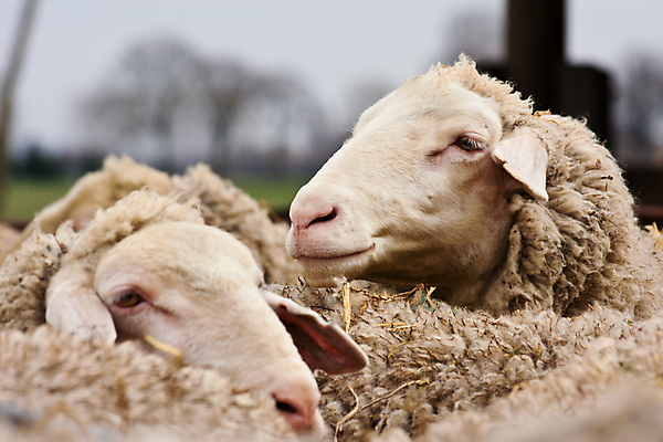 포토 JPG 해외이미지 동물 농업 사람없음 가로 농장 머리 가축 양 해외포토 산업 포유류 신체부위 파일형식 이미지허브