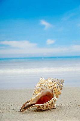 포토 JPG 해외이미지 구름 모래 파도 바다 여행 컨셉 자연 하늘 추상 휴가 조개 갑각류 사람없음 장식 물 여름 파란색 화목 껍질 굴 흰색 황금 닫기 소라 수집 생물학 이국적 터키석 수평선 해외포토 자연요소 동물 계절 교육 컬러 무늬 모션 어패류 보석 생태계 파일형식 이미지허브