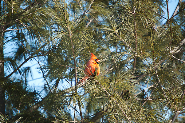 포토 JPG 해외이미지 나무 야생동물 오렌지 자연 조류 하늘 사람없음 야외 가로 빨간색 초록색 파란색 나뭇가지 상록수 해외포토 식물 동물 컬러 과일 생태계 파일형식 이미지허브