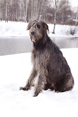 포토 JPG 해외이미지 나무 동물 1 포즈 겨울 밭 미소 앉기 사람없음 물 반려동물 강 검은색 회색 흰색 개 숲 사냥개 육식동물 아일랜드 자작나무 흐림 동물상 유래 해외포토 자연요소 식물 계절 유럽 컬러 농업 포유류 모션 날씨 표정 조형물 파일형식 이미지허브