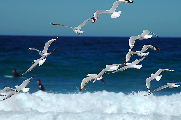 포토 JPG 해외이미지 야생동물 바다 여행 자연 갈매기 조류 휴가 사람없음 물 서핑 깃털 서퍼 무료 해외포토 자연요소 동물 운동선수 수상스포츠 생태계 파일형식 이미지허브