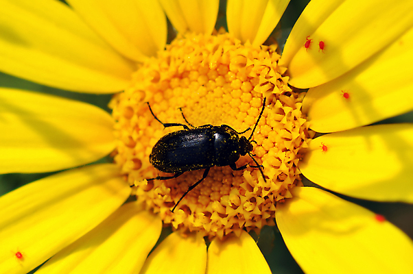 포토 JPG 해외이미지 식물 꽃잎 꽃 곤충 백그라운드 자연 생물 사람없음 컬러풀 노란색 봄 들꽃 벚꽃 개화 벌레 작음 수분 딱정벌레 묘사 질감 꽃가루 꿀 내추럴 해외포토 동물 계절 컬러 크기 가루 생태계 파일형식 이미지허브