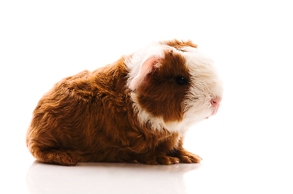 포토 JPG 해외이미지 한마리 사람없음 기니피그 해외포토 1 포유류 파일형식 이미지허브