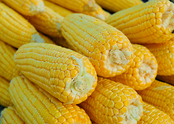 포토 JPG 해외이미지 식물 음식 백그라운드 다이어트 채소 재료 자연 건강 옥수수 요리 사람없음 컬러풀 노란색 식사 침묵 껍질 대접 신선 그룹 달콤 맛 상품 낟알 시리얼 밀 먹기 유기농 질감 알맹이 날것 팝콘 길이 내추럴 삶기 숙성 채식주의자 맛있는 해외포토 웰빙 컬러 컨셉 모션 곡류 소리 생태계 채식 파일형식 이미지허브